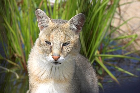 Animals feline mammal