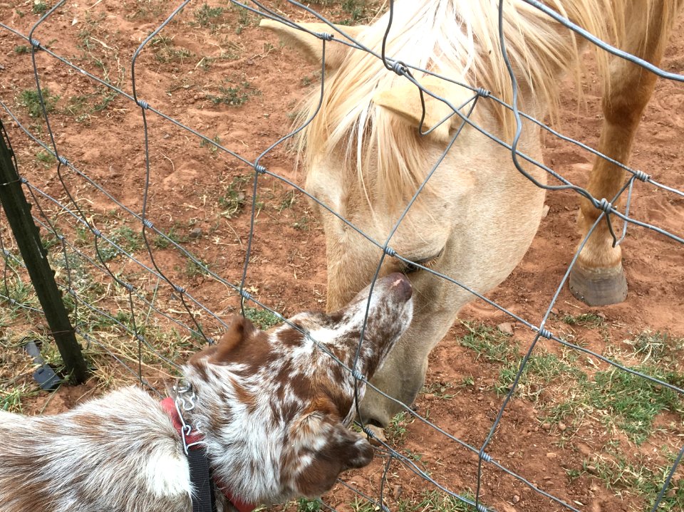 Felix / Horse Greeting