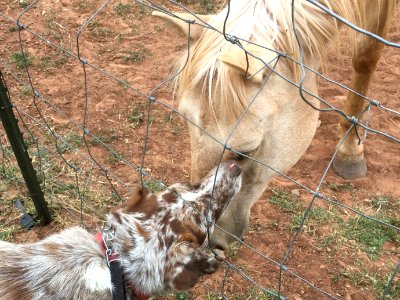Felix / Horse Greeting
