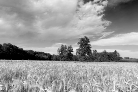 Field scene photo