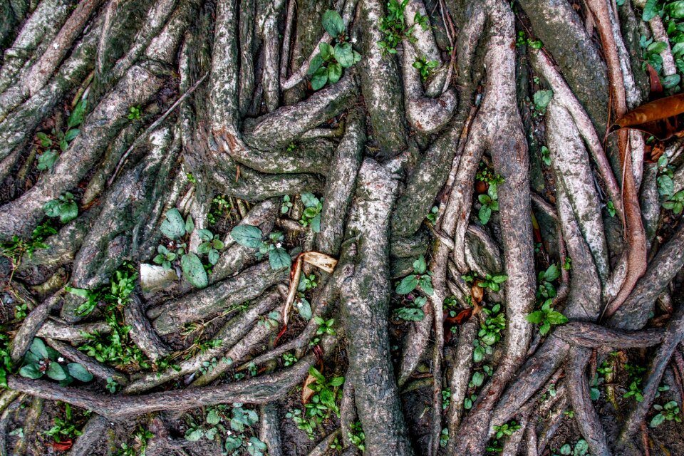 Root wood sai root ton sai