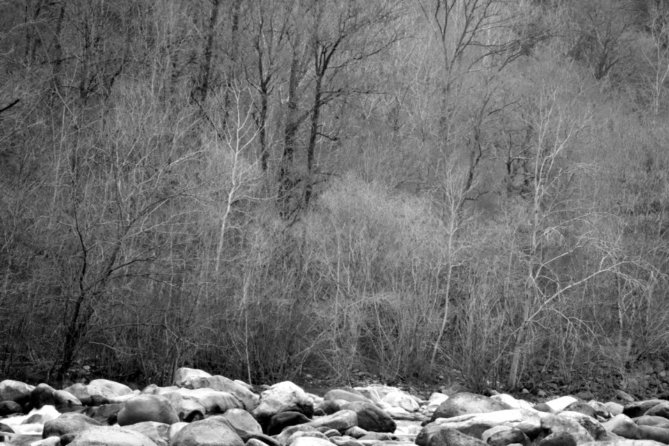 (River), stones and trees. Best viewed full resolution