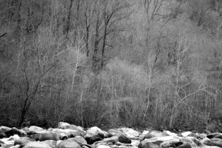 (River), stones and trees. Best viewed full resolution photo