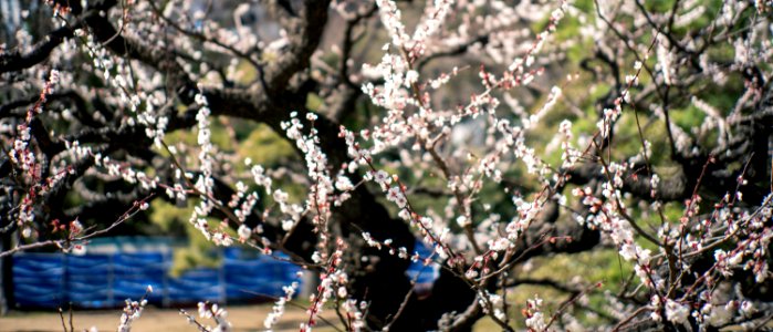 Hamarikyu Gardens, Tokyo, 6th Mar
