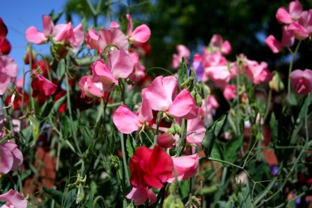 Pink Peas photo