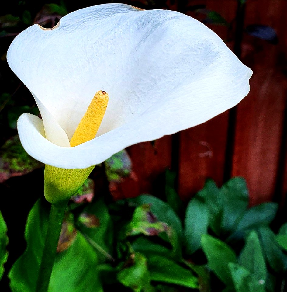 crystal white calla lily