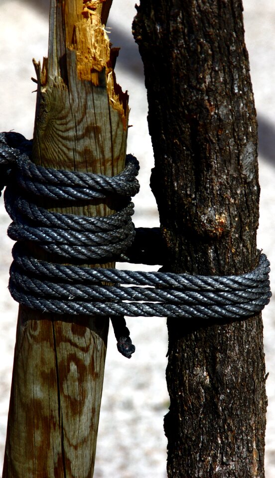 Wood bark pine wood