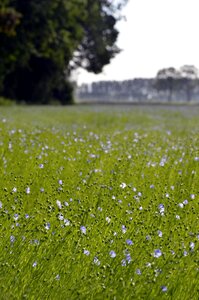 Field summer plant photo