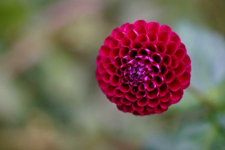 Dahlia photo