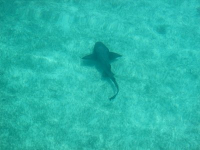 Shark! photo