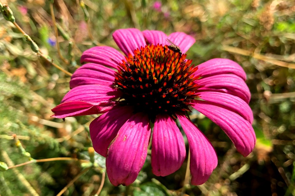 Echinacea Late Than Never