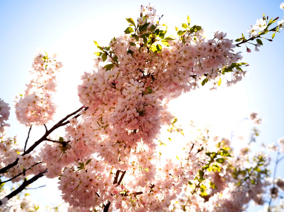 Mizonokuchi, 10th Apr