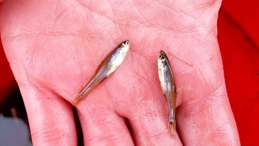 Topeka Shiner, juvenile