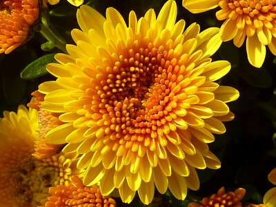 Yellow fall asteraceae