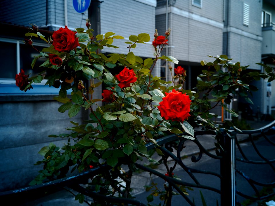 Mizonokuchi, 24th Apr