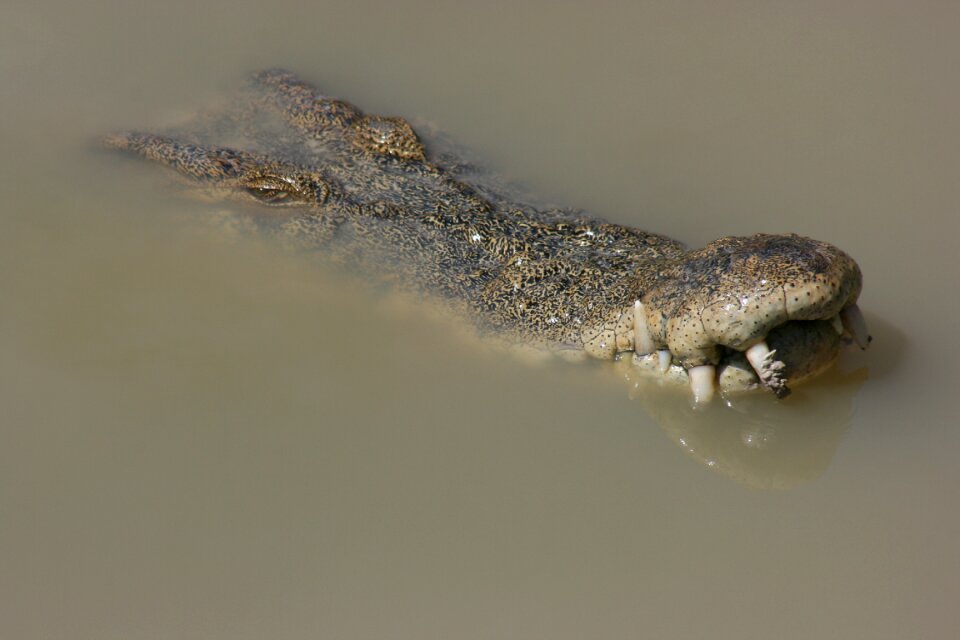 Reptile animal wildlife