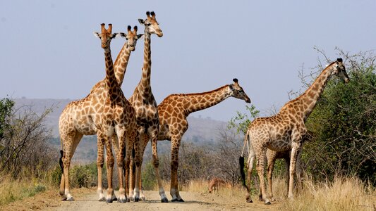 Wild animals pattern national park