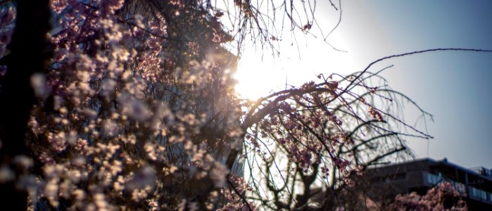 Cherry Blossoms 2020