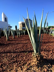 Urban Agave