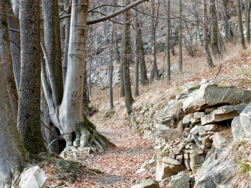 Biotar forest scene
