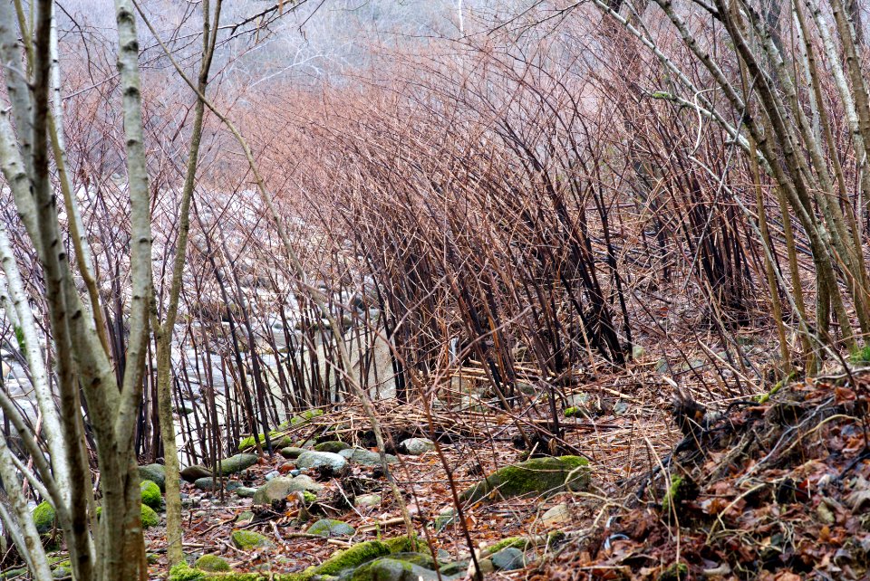 Chiusella valley. Full resolution.