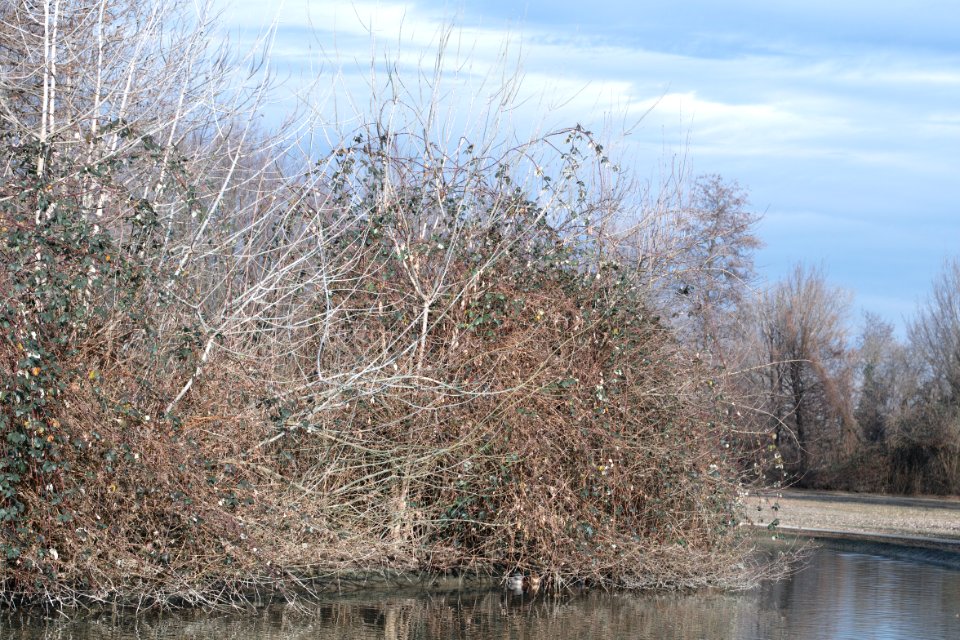 Swamp scene. Foveon 1-1-1 full resolution.