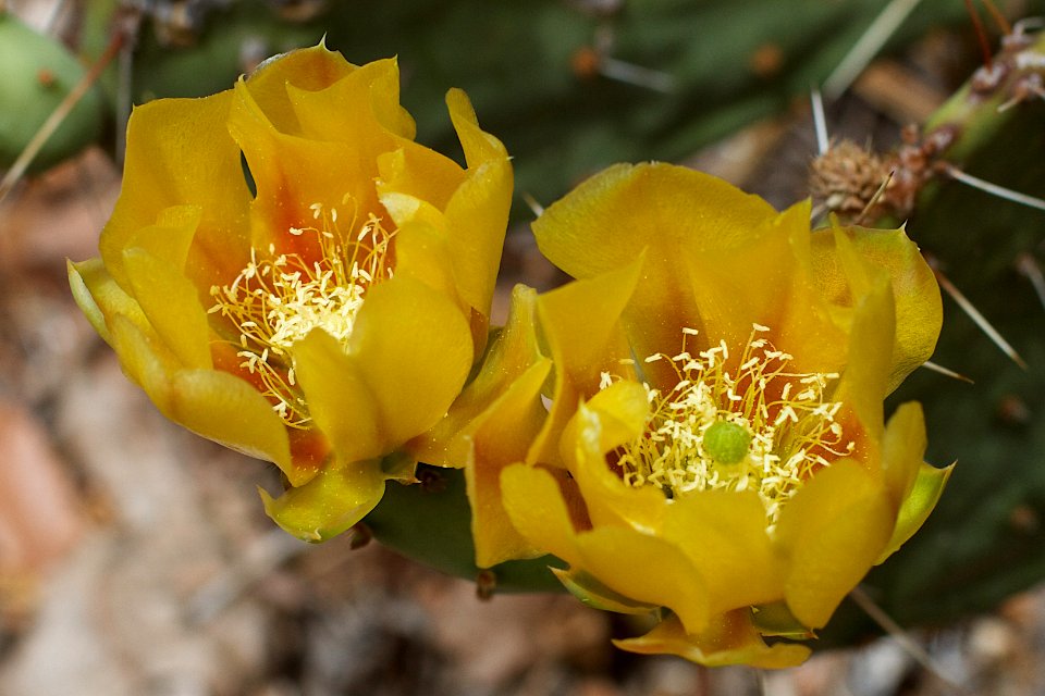 2014/365/164 Prickly Pear Two For One photo