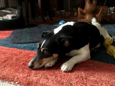 Wary Colin