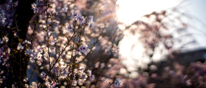 Cherry Blossoms 2020