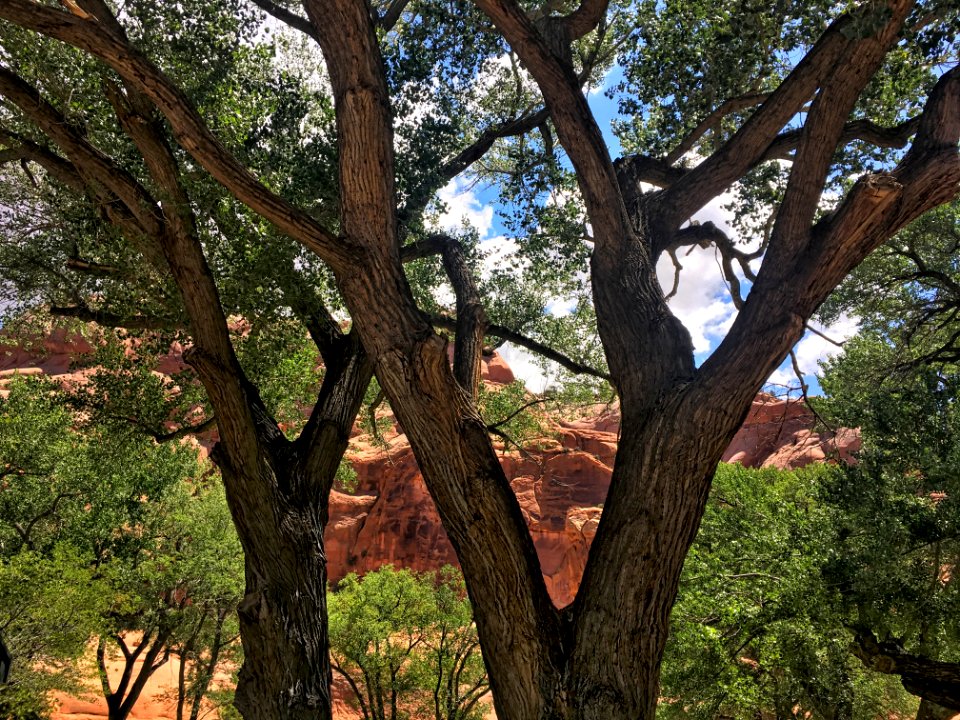 Under The Big Cottonwoods