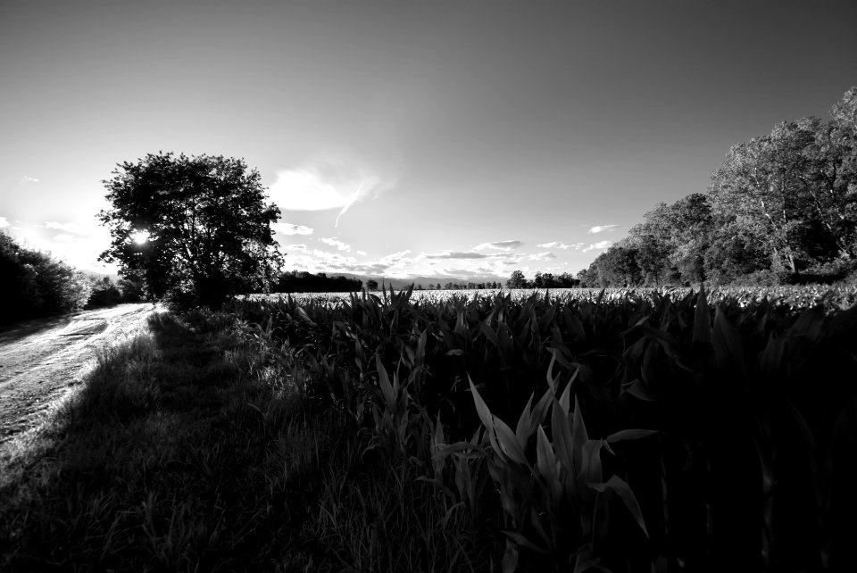 In the fields. best viewed large.