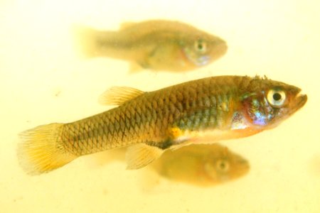 Pecos Gambusia