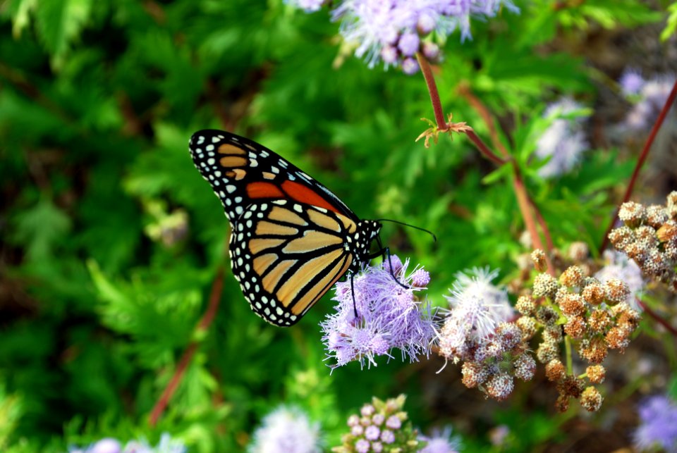 20201009-NRCS-RAM-001 Monarch on Conoclinium greggii Payne County OK 732