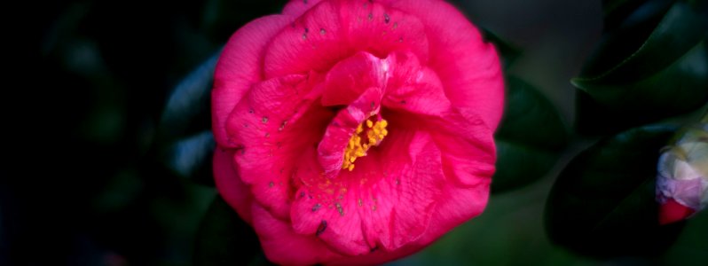 Early spring flowers