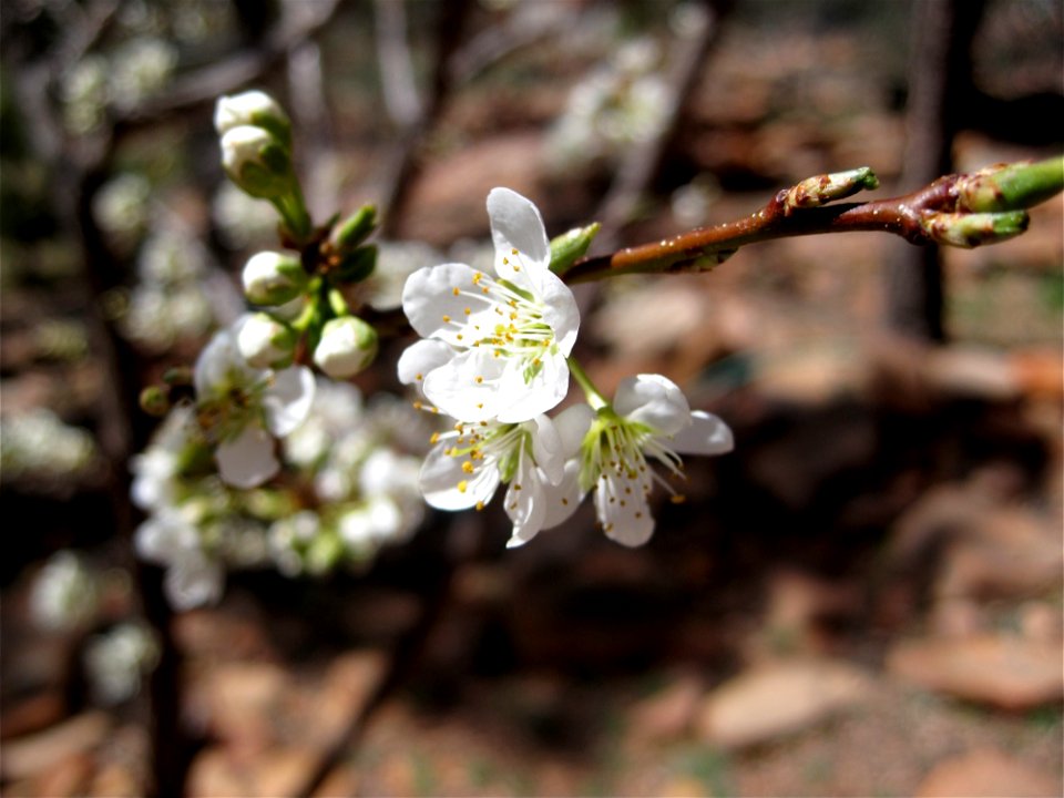 Plum Tree Blossoms