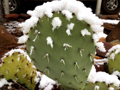 The Obligatory Snow on Cactus Photo photo
