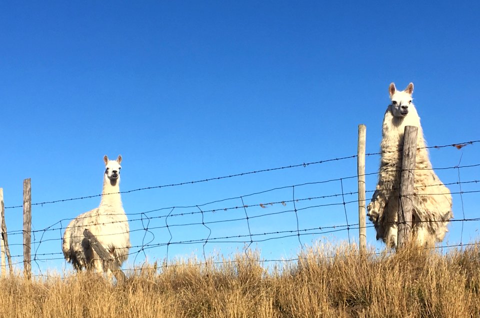 We Are The Llamas That Say "Ni!"