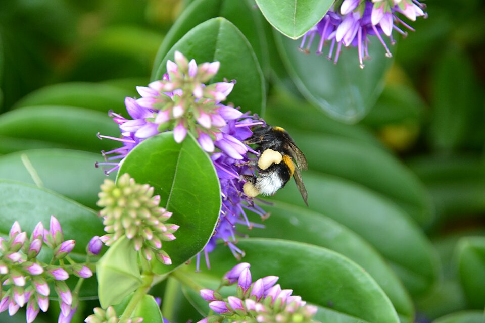 Nature honey forage