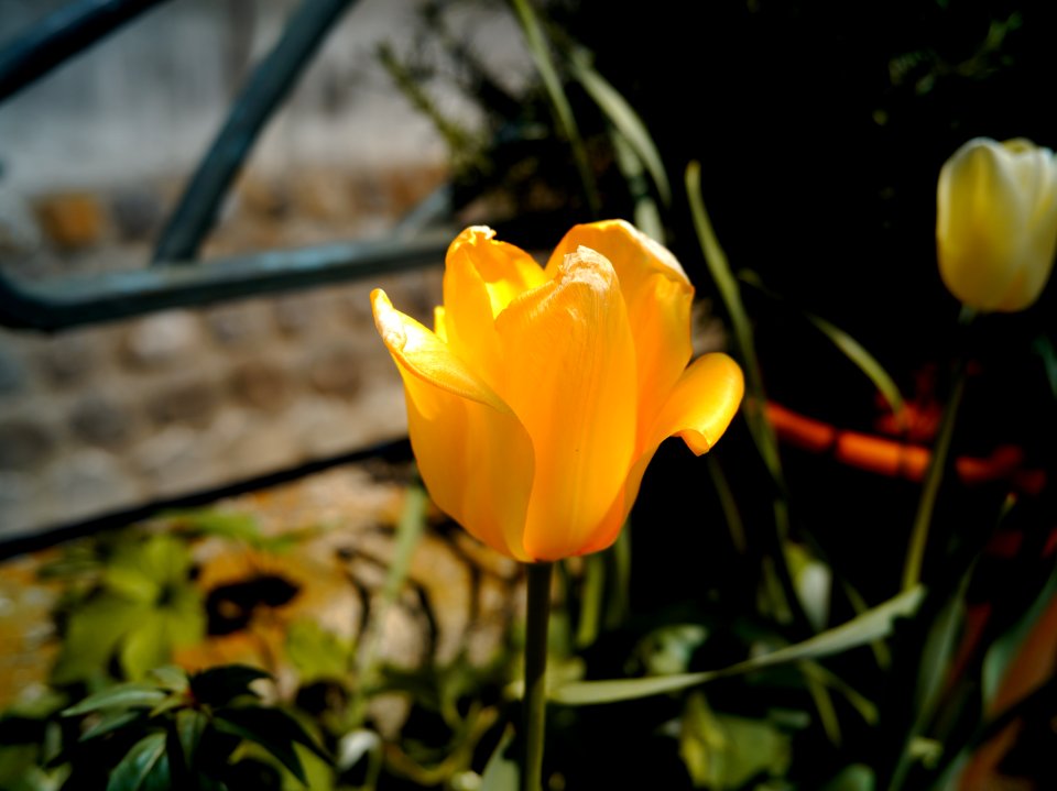Mizonokuchi, 10th Apr