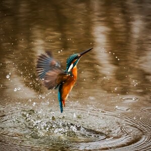 Winged animal feathered
