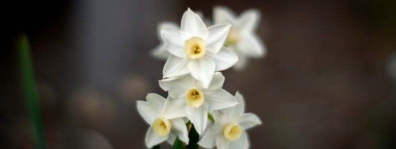 Early spring flowers