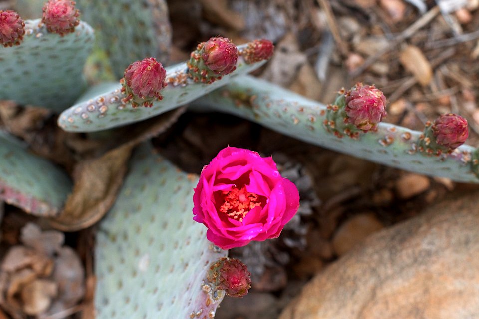 2015/365/143 Gonna Be a Lot of Pink Flowers