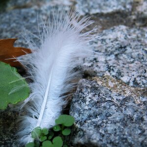 Filigree slightly fluffy
