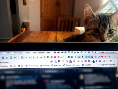 These Tweets Are Oliie Monitored