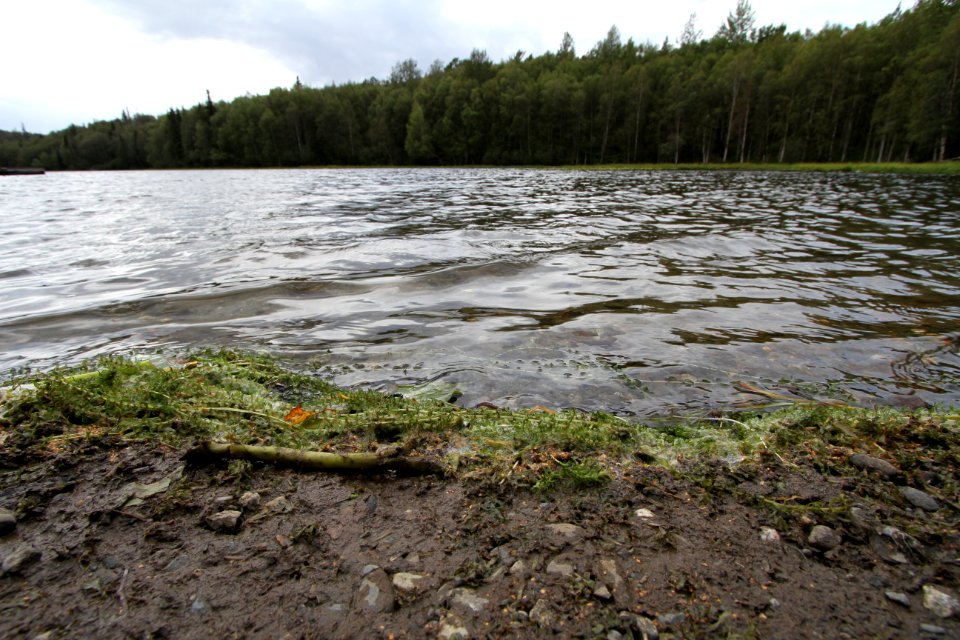 Elodea fragments Litte Campbell Lake Anchorage