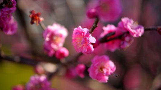 Mizonokuchi, 6th Feb