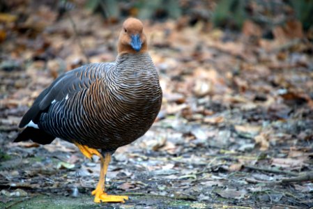 Goose. Racconigi LIPU oasis. photo