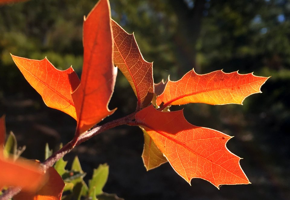 2016/366/285 Oak Light