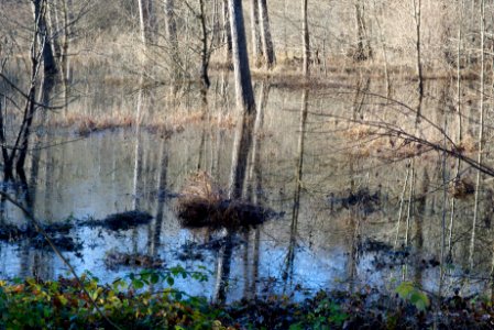 swamp. Best viewed large.