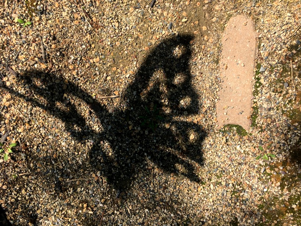 Shadows of Butterflies Lost
